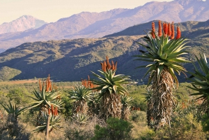 Swartberg: Half Day Swartberg Pass and Private Guided Tour