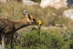 Swartberg: Half Day Swartberg Pass and Private Guided Tour