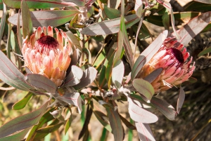 Swartberg: Half Day Swartberg Pass and Private Guided Tour