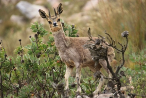 Swartberg: Half Day Swartberg Pass and Private Guided Tour