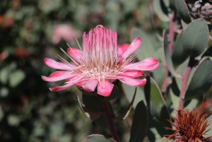 Swartberg: Half Day Swartberg Pass and Private Guided Tour