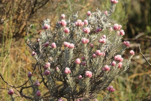 Swartberg: Half Day Swartberg Pass and Private Guided Tour