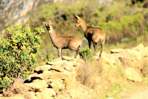 Swartberg: Half Day Swartberg Pass and Private Guided Tour