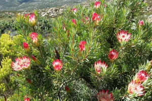 Swartberg: Half Day Swartberg Pass and Private Guided Tour