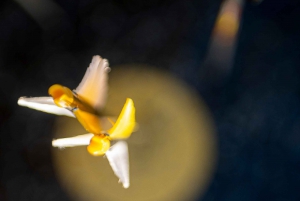 Boogschieten - Plettenberg Bay