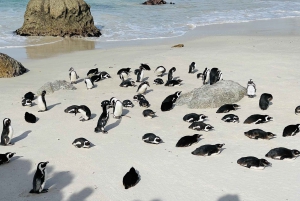 Маршрут из Кейптауна в сады: план поездки на 1–10 дней