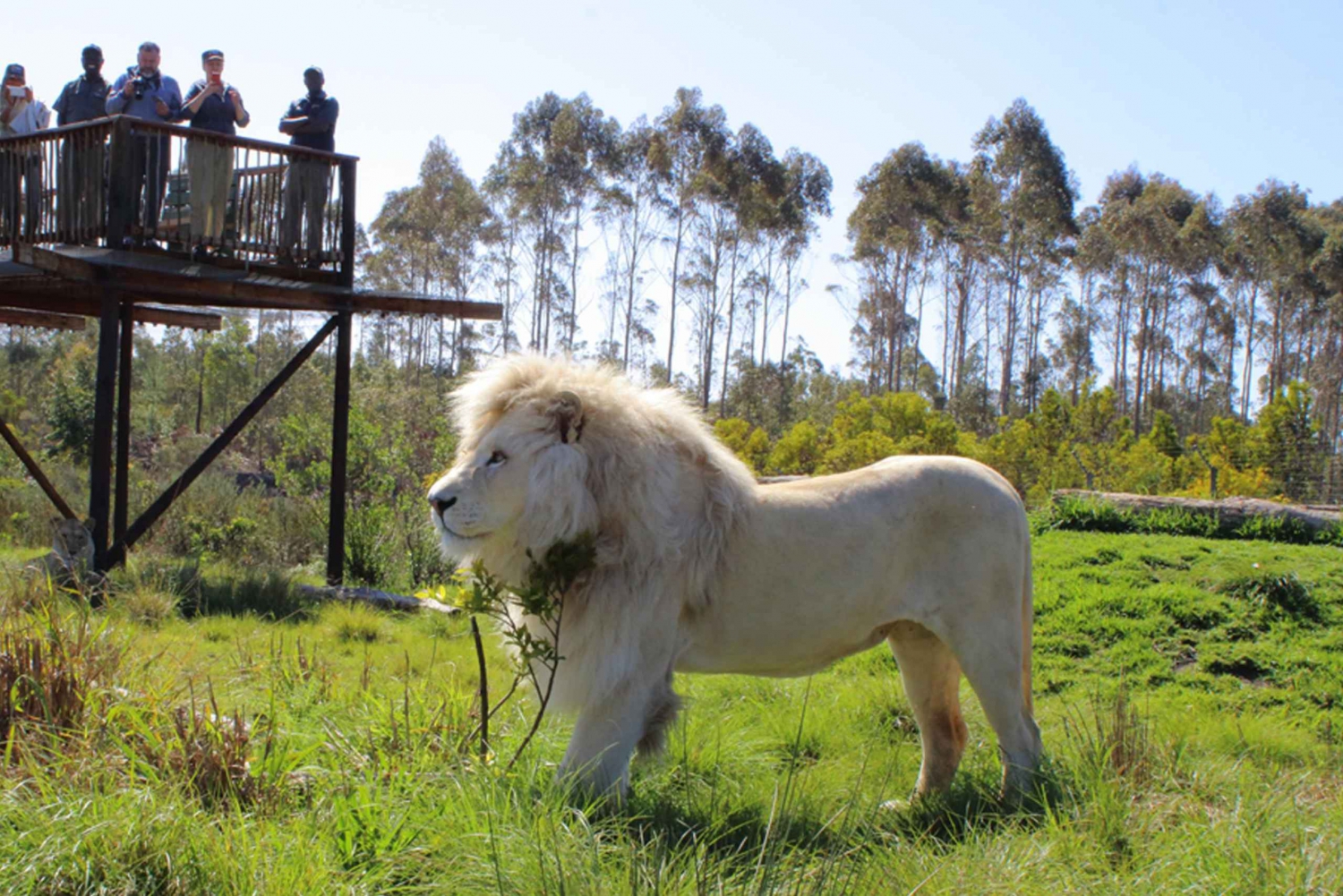Plettenberg Baai: Rondleiding wilde katten en wilde dieren