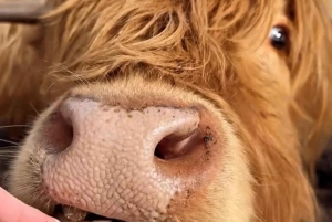 Vanuit Edinburgh: 2-daagse Ultimate Highland Tour met hotel