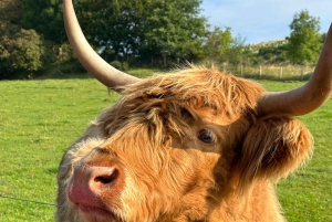 Från Edinburgh: Stirling Castle, Loch Lomond & Whisky Tour