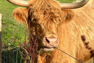 Från Edinburgh: Stirling Castle, Loch Lomond & Whisky Tour