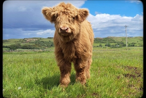 Glasgow: Highland Cow Trailer Tour kotileivonnaisilla
