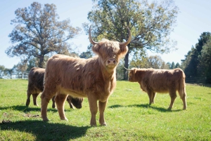 Excursão à costa de Glasgow: - Loch Lomond - Castelo de Stirling
