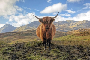 Greenock: Excursión costera al Castillo de Stirling y Loch Lomond