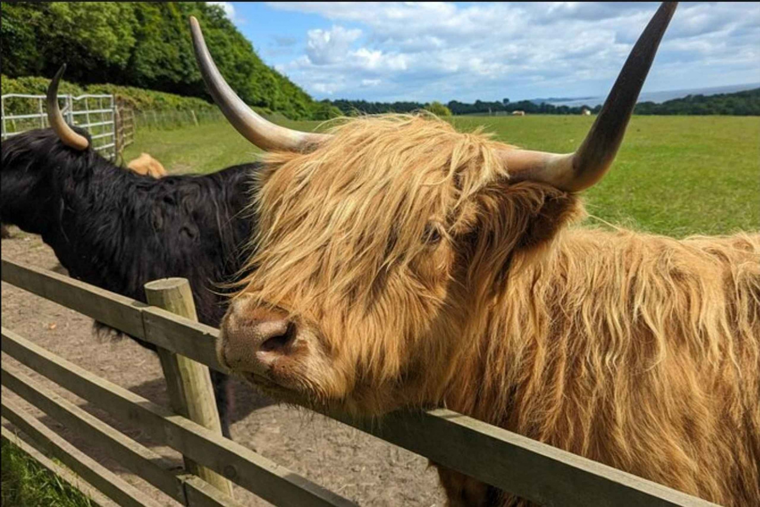 Loch Lomond Highland Cows Victorian Town Halve Dag Tour