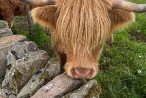 Loch Lomond, Stirling Castle och Kelpies: Privat tur