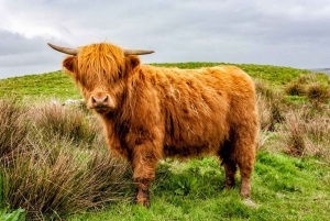Stirling Castle, The Trossachs, Loch Lomond, tur med sjåfør.