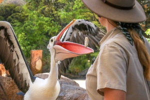 Currumbin Wildlife Sanctuary Ticket