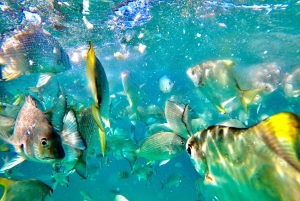 From Brisbane or Gold Coast: Moreton Island Full-Day Trip