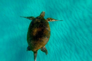 From Brisbane or Gold Coast: Moreton Island Full-Day Trip