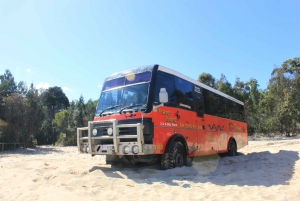 From Brisbane or Gold Coast: Moreton Island Full-Day Trip