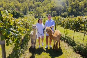 Gold Coast: Hot Air Balloon Flight and Vineyard Breakfast