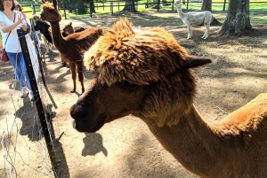 Gold Coast: Hot Air Balloon Flight and Vineyard Breakfast