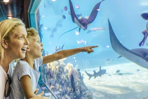 Gold Coast: Movie World, Sea World, & Wet’n’Wild 3-Day Pass