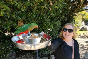 Lamington National Park, O'Reilly's and Vineyard Tour