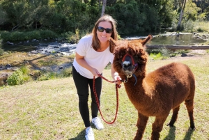 Lamington National Park, O'Reilly's and Vineyard Tour