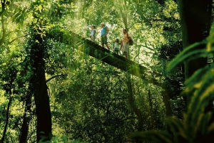 Lamington National Park, O'Reilly's and Vineyard Tour