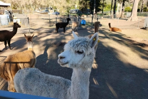 Lamington National Park, O'Reilly's and Vineyard Tour