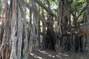 Lone Pine and Brisbane City Highlights