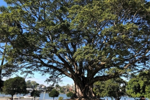 Lone Pine and Brisbane City Highlights