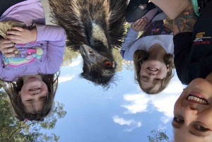 Lone Pine and Brisbane City Highlights