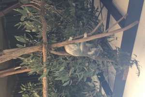 Lone Pine and Brisbane City Highlights