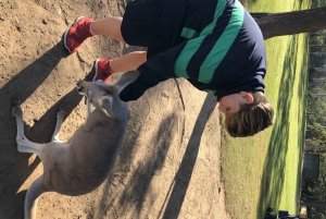 Lone Pine and Brisbane City Highlights