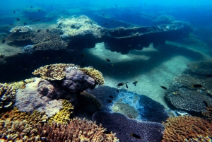 Moreton Island: Dolphin and Snorkel Cruise Adventure