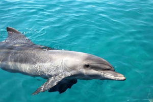 Moreton Island: Dolphin and Snorkel Cruise Adventure