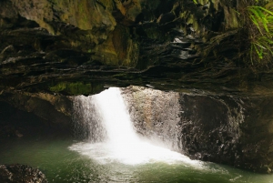 Rainforests and Glow Worm Cave: Day Tour from Brisbane