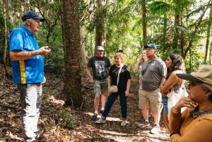 Rainforests and Glow Worm Cave: Day Tour from Brisbane