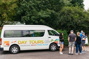 Rainforests and Glow Worm Cave: Day Tour from Brisbane