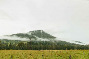 Rainforests and Glow Worm Cave: Day Tour from Brisbane