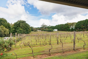 Rainforests and Glow Worm Cave: Day Tour from Brisbane