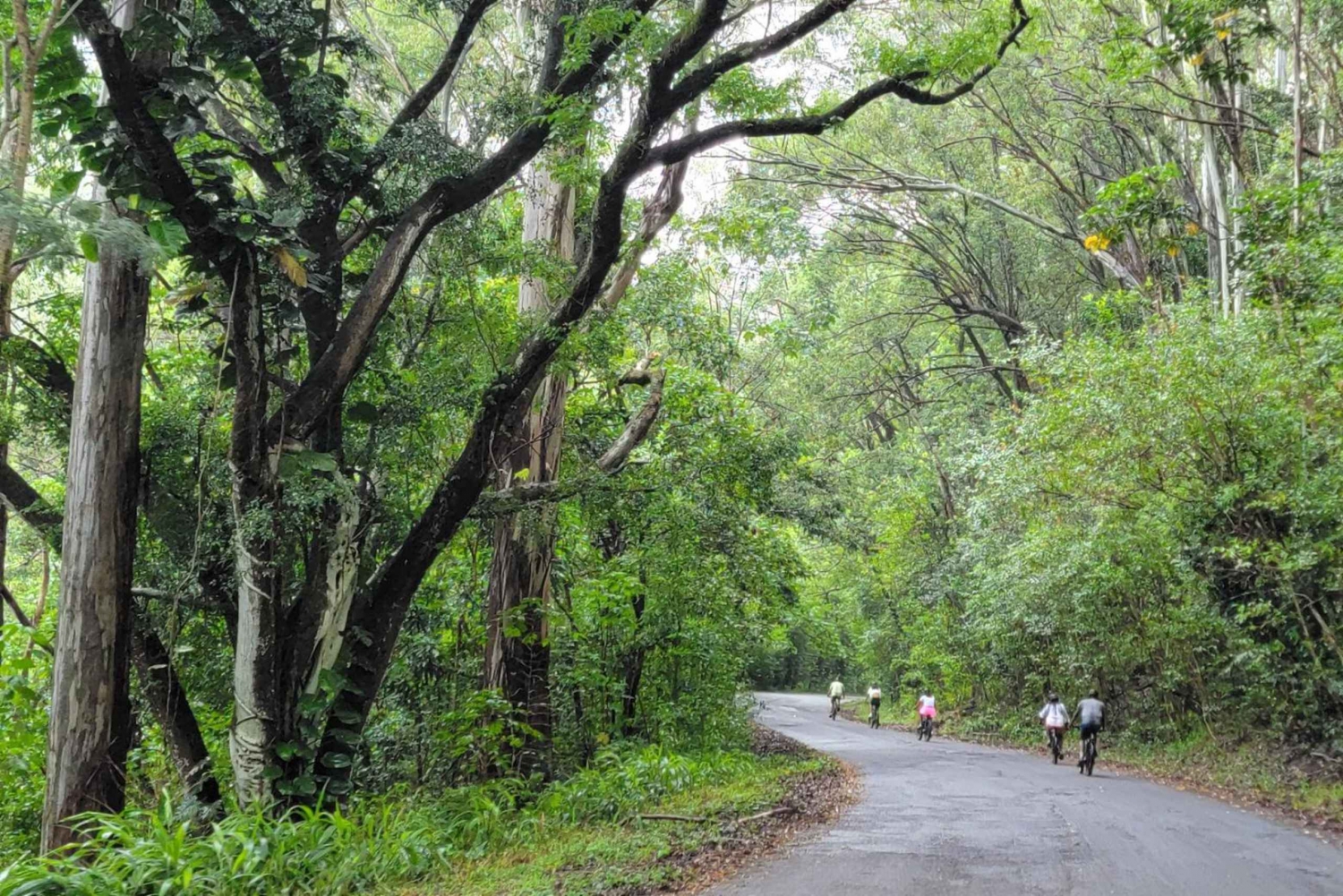 E-BIKE Honolulu Rainforest: 10-Miles of Smiles w/epic views