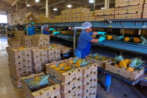 Hali'imaile: Pineapple Farm Tour