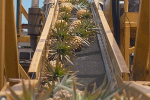 Hali'imaile: Pineapple Farm Tour
