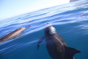 Kauai: Na Pali Coast Snorkel Tour With Lunch