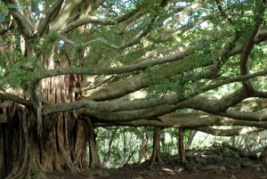 Maui: Dagens vandringstur med lunch