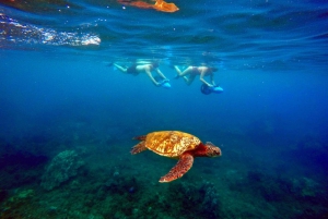 ワイレアビーチ：ガイド付きシースクータースノーケリングツアー