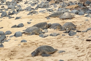 Maui: Road to Hana Private Adventure Tour with Luxury SUV